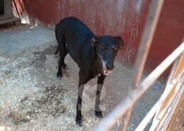 Paris Galgo