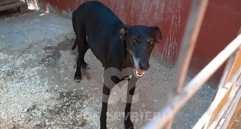 Paris Galgo