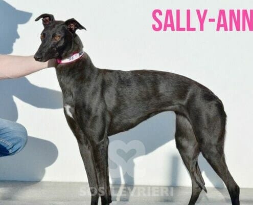 Sandy 5 Greyhound