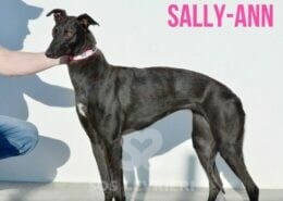 Sandy 5 Greyhound