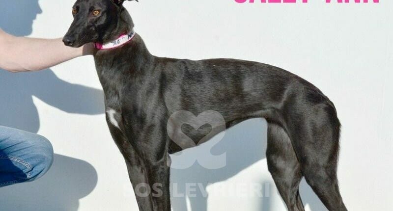 Sandy 5 Greyhound
