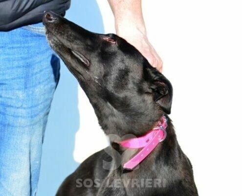 Sandy 5 Greyhound