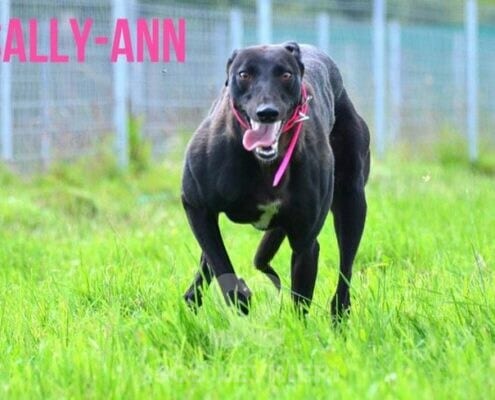 Sandy 5 Greyhound