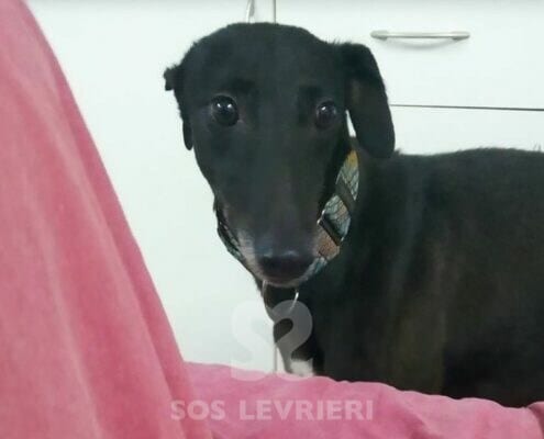 Tizon Galgo