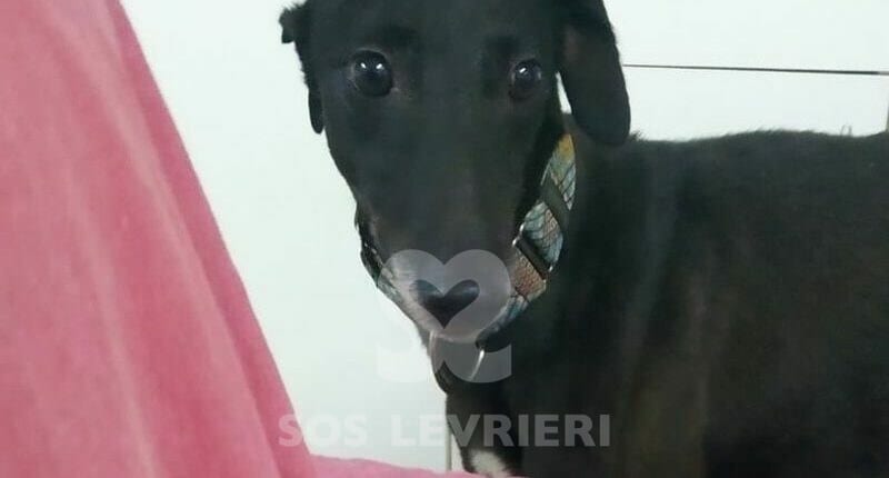 Tizon Galgo