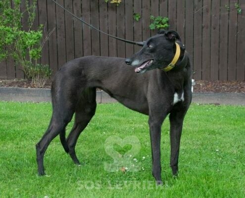 Tyche Greyhound