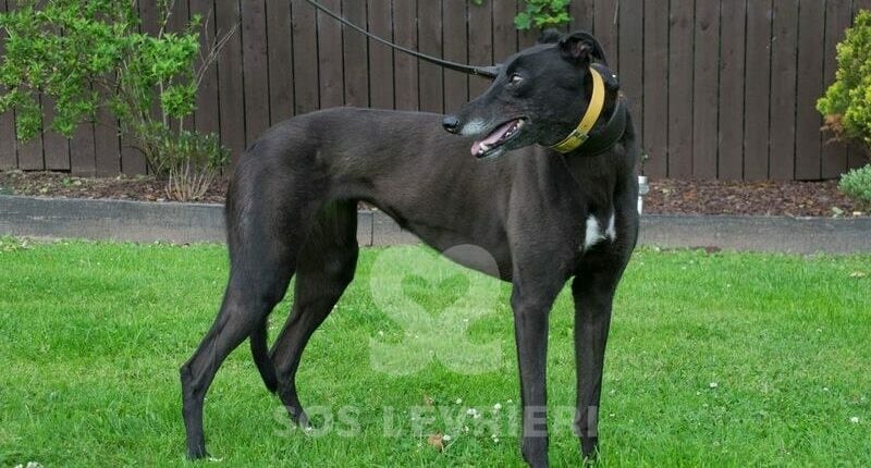 Tyche Greyhound
