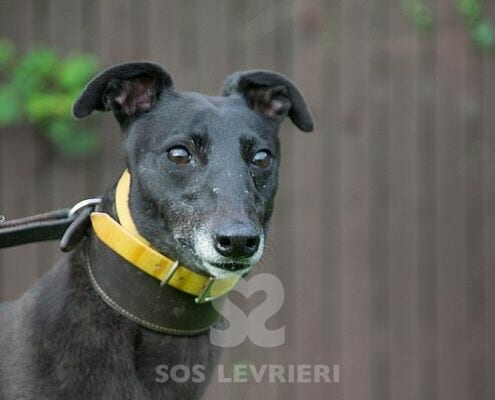 Tyche Greyhound