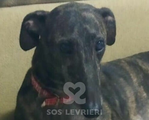 Venus 2 Galgo