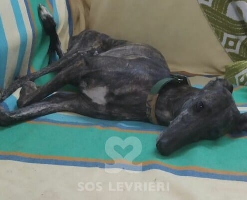 Venus 2 Galgo