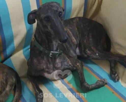 Joy Mix Galgo