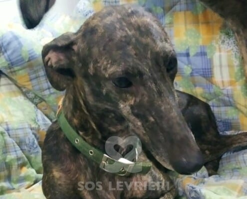 Venus 2 Galgo