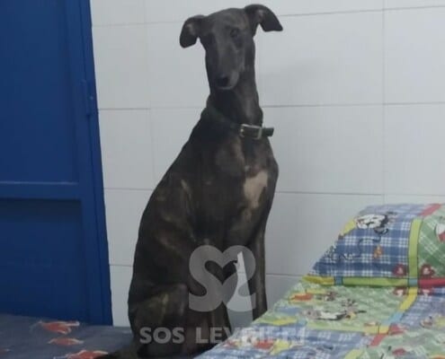 Venus 2 Galgo