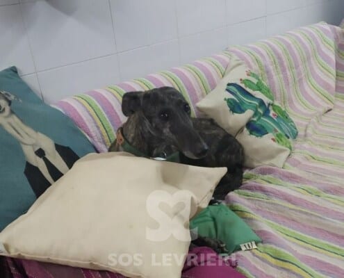 Venus Galgo