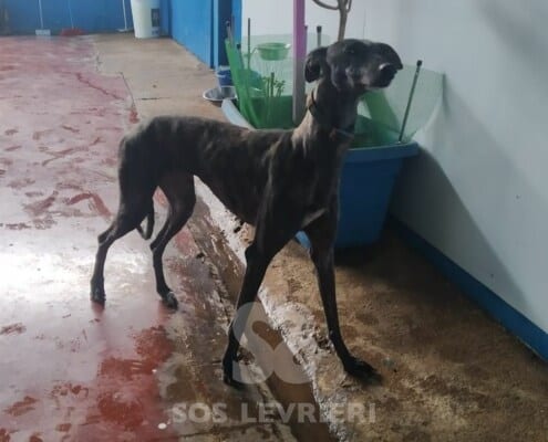 Venus Galgo