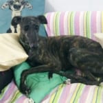 Venus Galgo