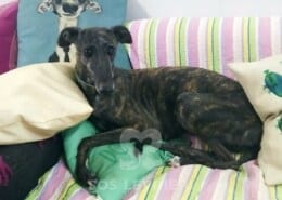 Venus Galgo