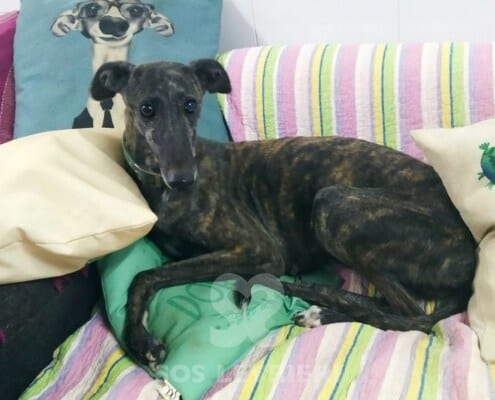 Venus Galgo