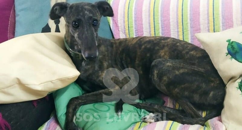 Venus Galgo