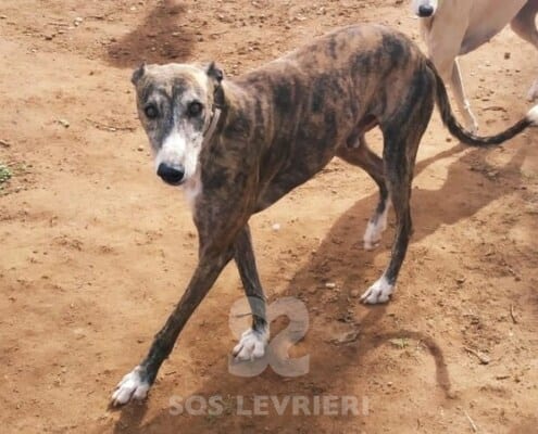 Bartolo Galgo