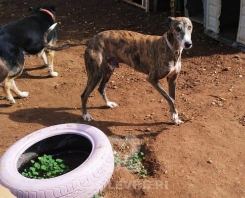 Bartolo Galgo