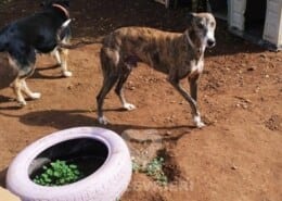Bartolo Galgo