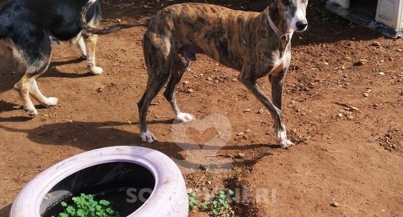 Bartolo Galgo