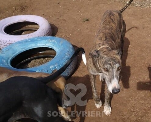 Bartolo Galgo