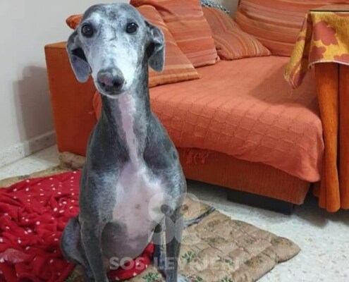 Imelda Galgo