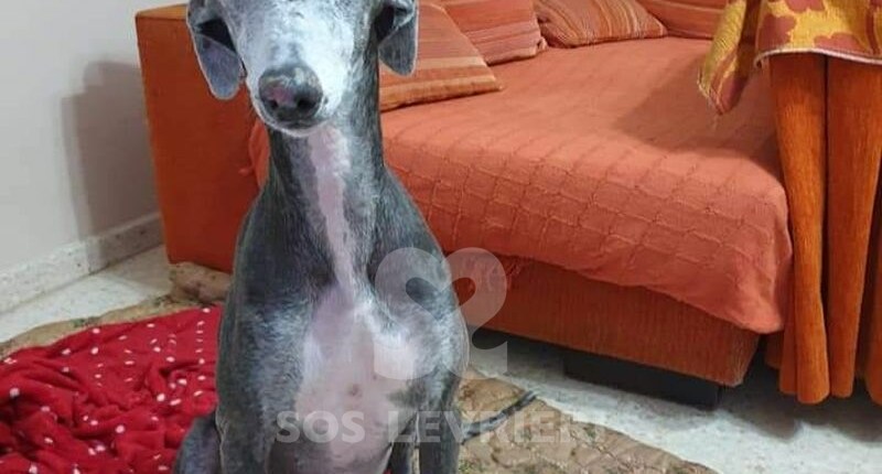 Imelda Galgo
