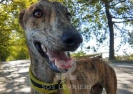 Joy Mix Galgo