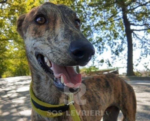 Joy Mix Galgo