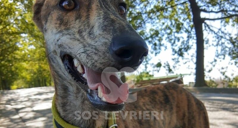 Joy Mix Galgo