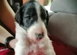 Katarina Borzoi
