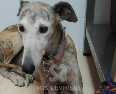 Leila Galgo