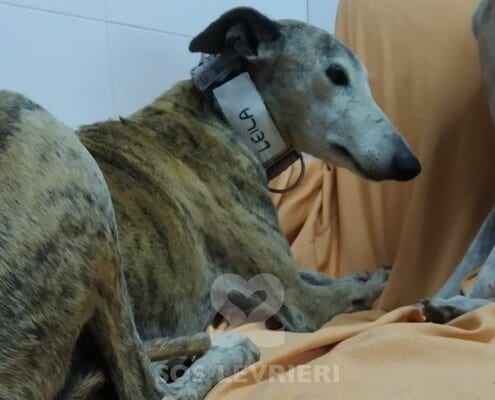 Leila Galgo