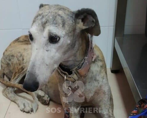 Leila Galgo