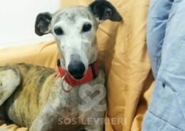Leila Galgo