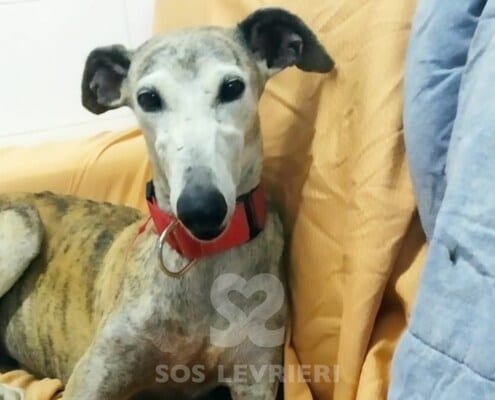 Leila Galgo