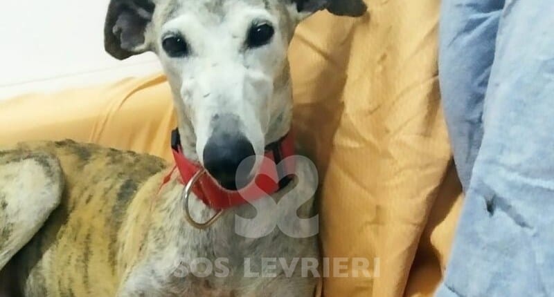 Leila Galgo