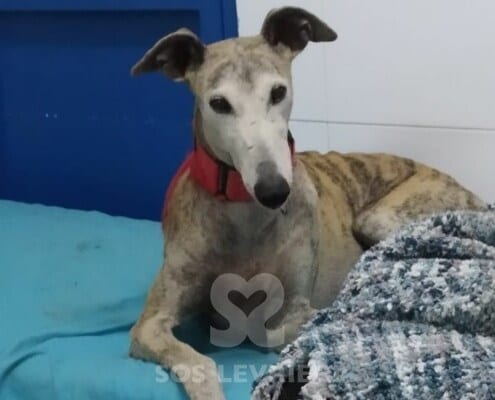 Leila Galgo