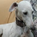 Medea Galgo