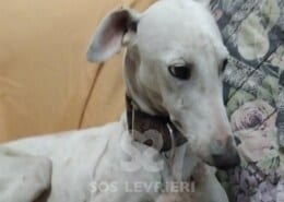 Medea Galgo