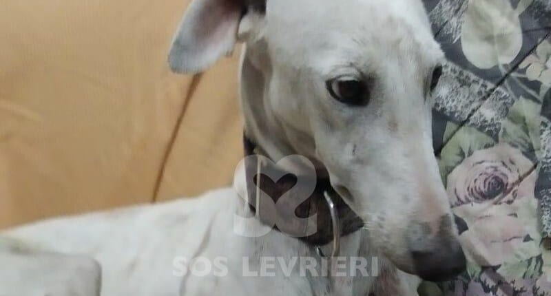 Medea Galgo