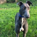 Bluey 3 Greyhound