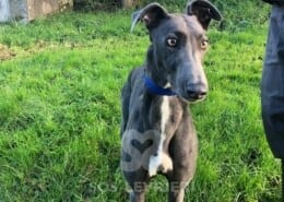 Bluey 3 Greyhound