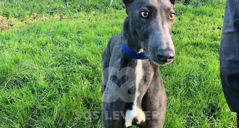 Bluey 3 Greyhound