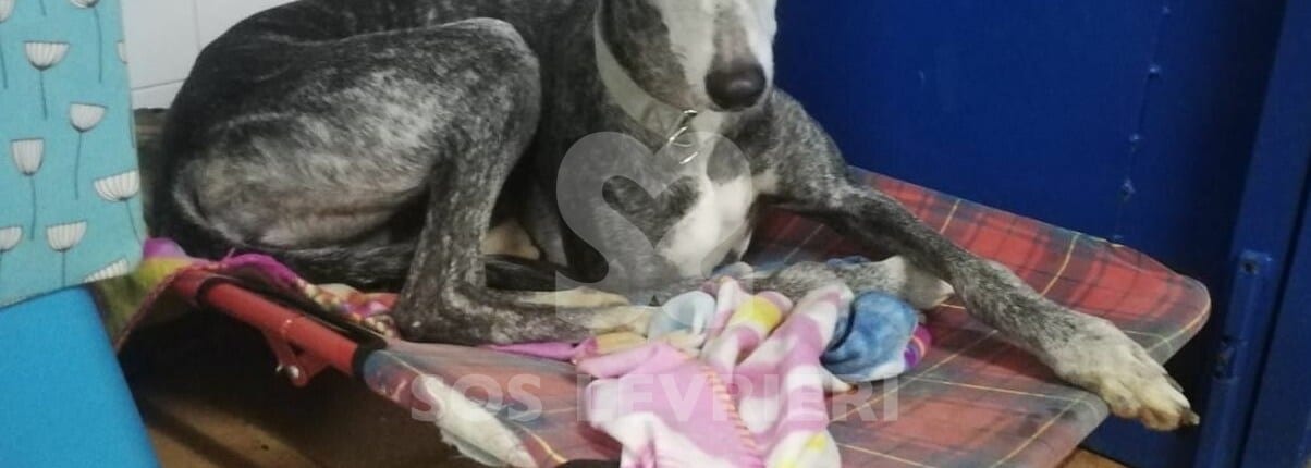 Amarga Galgo