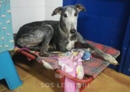 Amarga Galgo