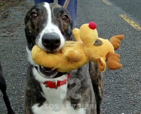 Benny Greyhound